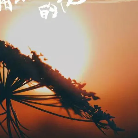 簇拥烈日的花歌词 - Morerare / 迟里乌布
