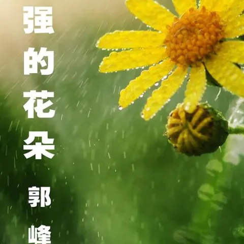 倔强的花朵